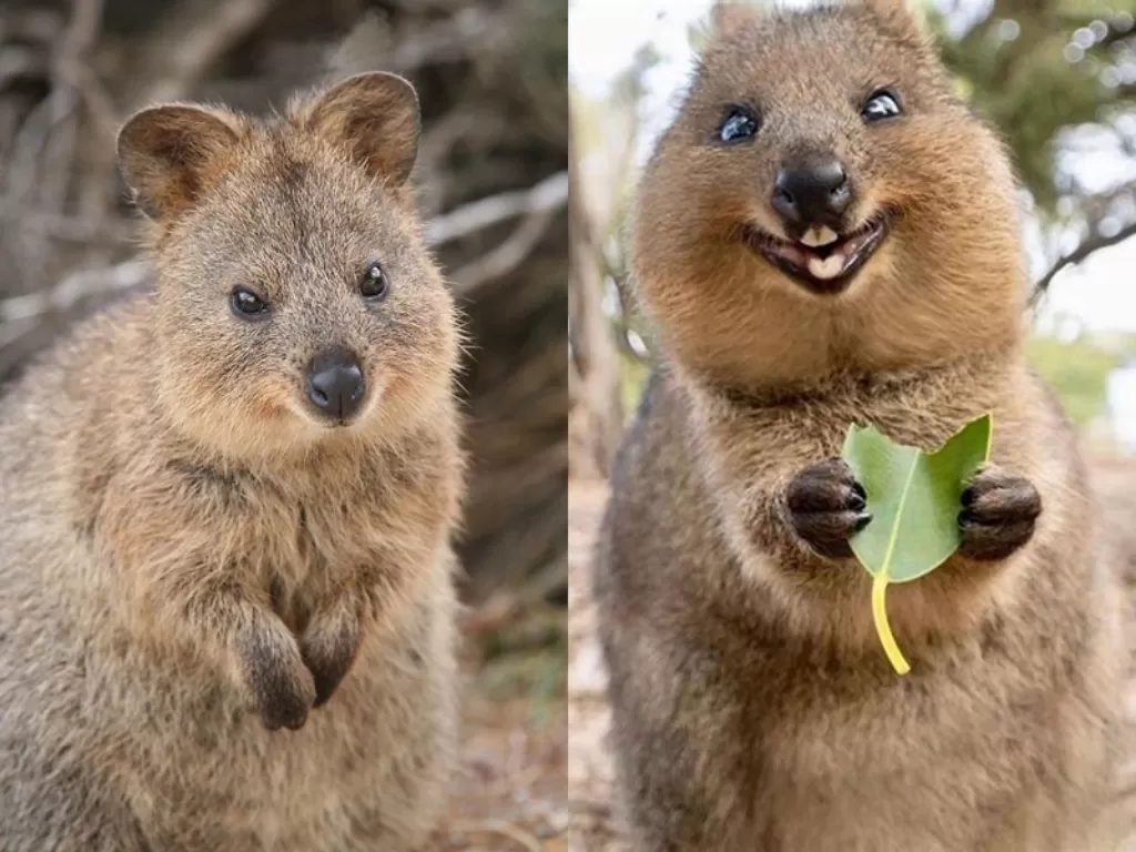 Kenalin Nih Quokka Hewan Yang Paling Bahagia Di Dunia Karena