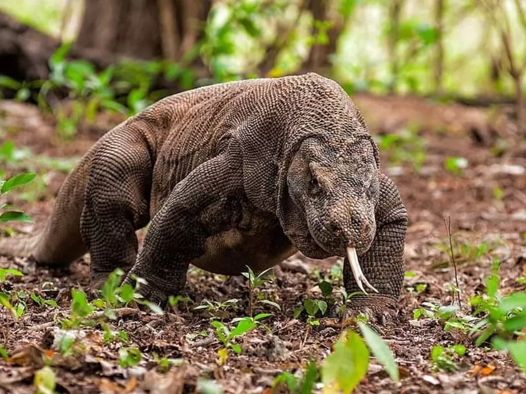 Sempat Bikin Gaduh Tiket Masuk Pulau Komodo Rp Juta Resmi