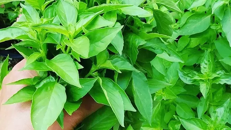 Tidak Hanya Memiliki Rasa Dan Aroma Yang Khas Ini 10 Manfaat Daun