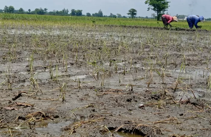 Harus Tanam Ulang Petani Di Jombang Merugi Imbas Tanaman Padi