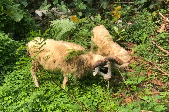 Simak Syarat Dan Kriteria Domba Atau Kambing Untuk Kurban Di Hari Raya