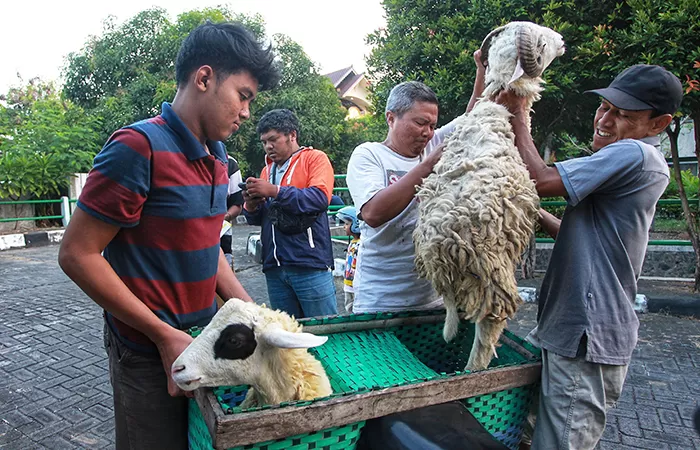 Sejumlah Hewan Kurban Di Kota Jogja Terdapat Cacing Hati Masif Dalam