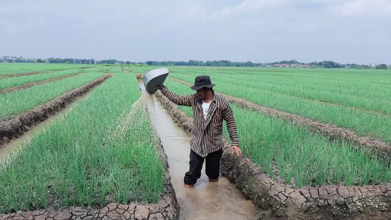 Sudah 2 Pekan Harga Bawang Merah Di Brebes Turun Tapi Petani Masih