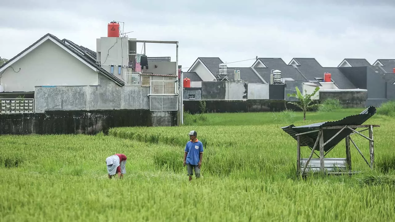 Alih Fungsi Lahan Pertanian Ancam Ketahanan Pangan Radar Jogja