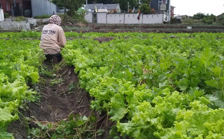 Ribuan Petani Kota Batu Belum Punya Kartu Tani Bisa Begini Efeknya