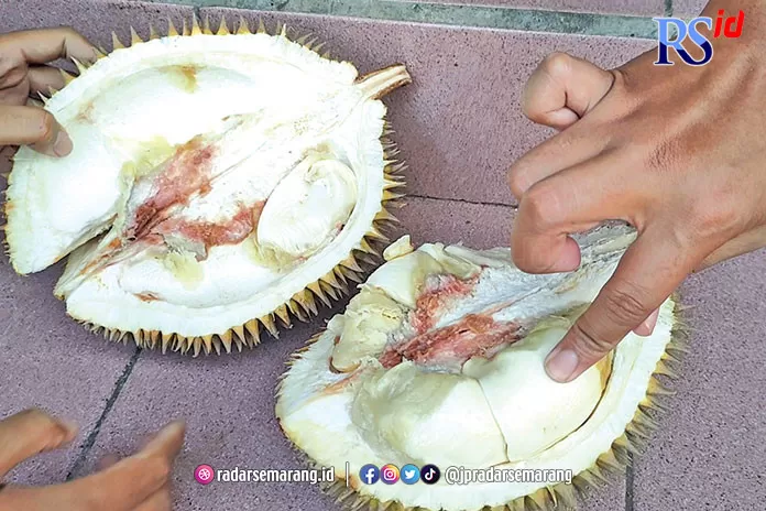 Waspada Durian Celeng Yang Banyak Dijual Di Exit Tol Kandeman Batang