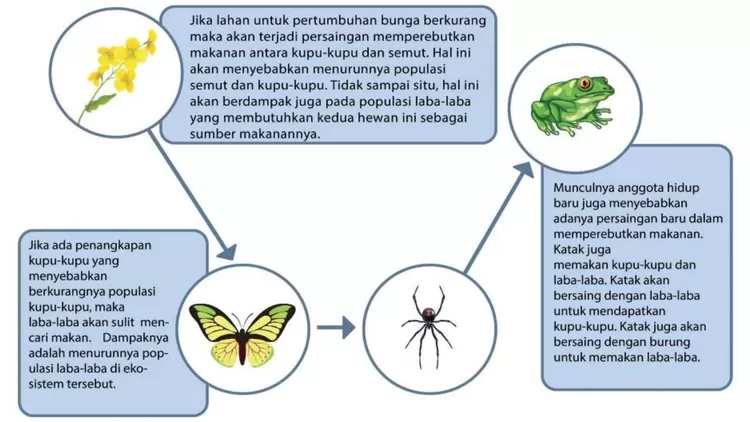 Kurikulum Merdeka IPAS Kelas 5 SD MI Piramida Makanan Serta Ekosistem