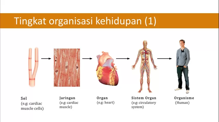 Ringkasan Materi Ipa Bab Tingkat Organisasi Kehidupan Mulai Dari Yang