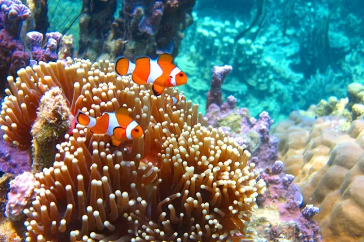 7 Rekomendasi Wisata Alam Bawah Laut Buat Kamu Yang Hobi Diving Dan