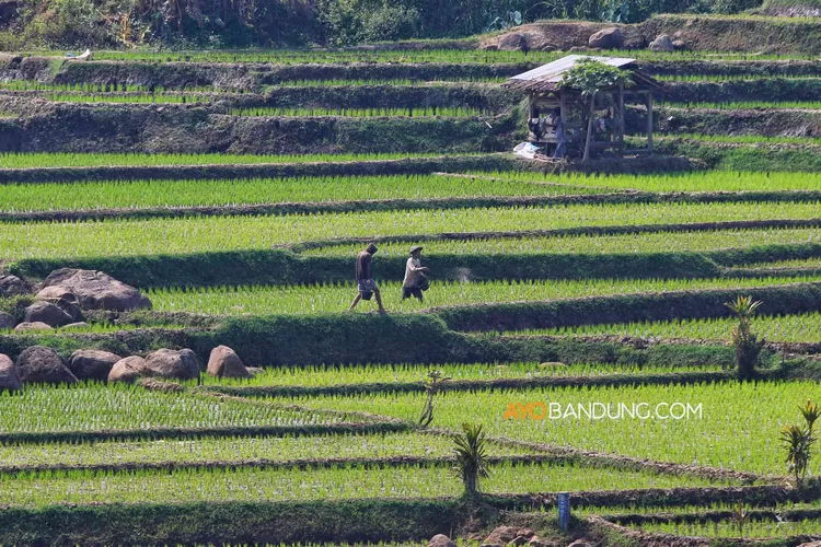 Penyederhanaan Regulasi Distribusi Pupuk Bersubsidi Bagi Petani Ayo