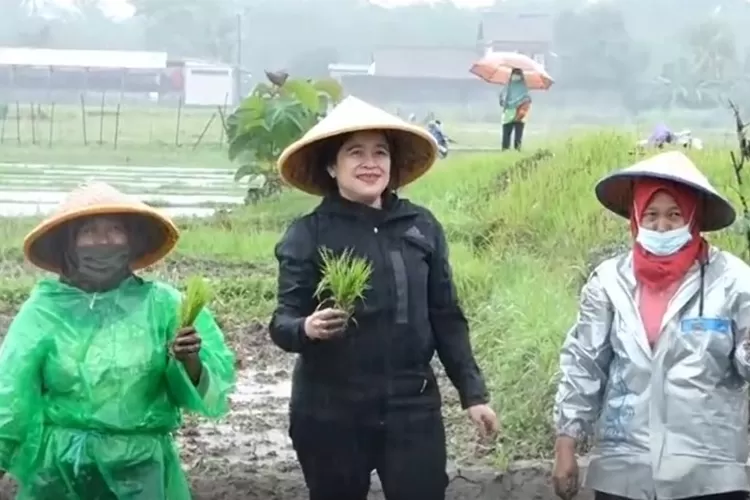 Viral Aksi Puan Maharani Menanam Padi Pengamat Singgung Rendahnya