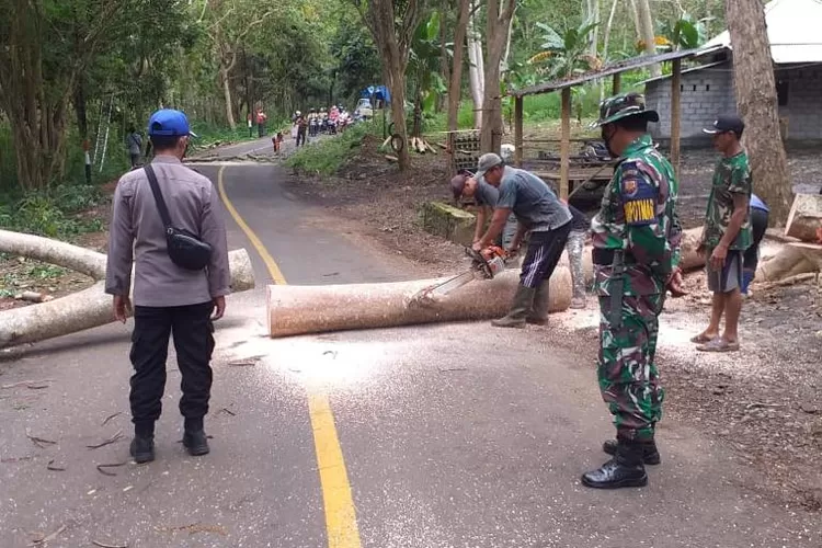 Waspada Hujan Deras Dan Angin Kencang Pohon Rawan Tumbang Di Malang