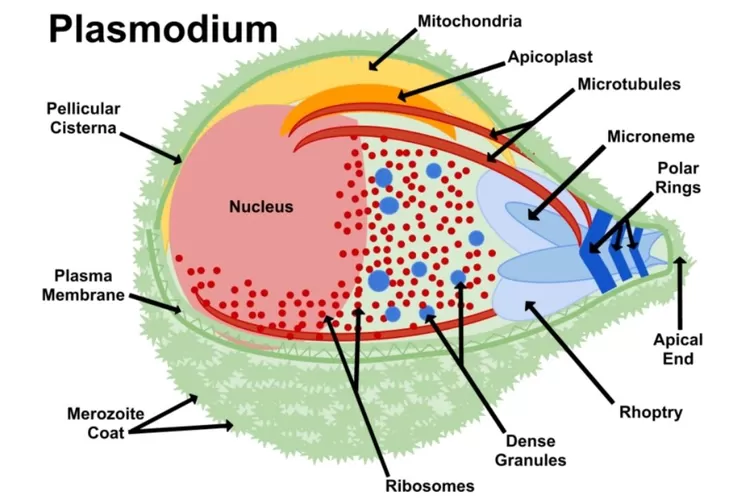 Protista Mirip Hewan Protozoa Harian Haluan