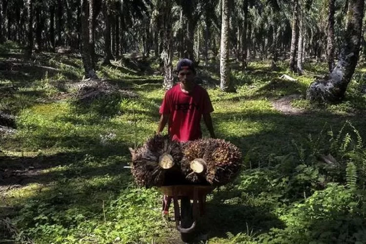 Alhamdulillah Harga TBS Sawit Di Riau Semakin Melambung Haluan Padang