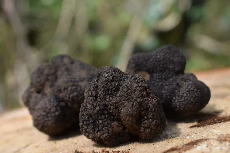 Makanan Dan Minuman Termahal Di Dunia Pernahkah Kamu Mencicipinya Hops Id