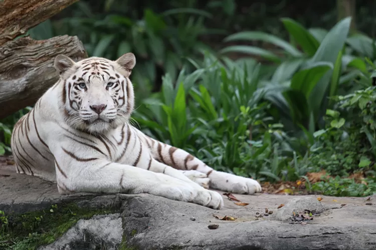 3 Weton Kesayangan Khodam Macan Putih Hidupnya Dipenuhi Keberkah Dan