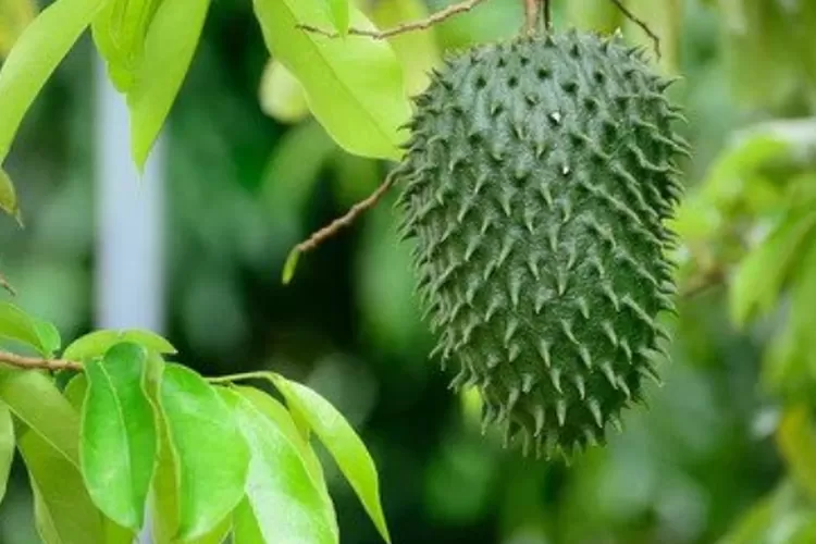 Manfaat Dan Kegunaan Buah Sirsak Bagi Kesehatan Buah Kaya Antioksidan