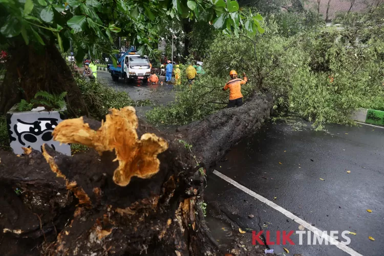 Hujan Deras Dan Angin Kencang Di Kota Malang Akibatkan Pohon Tumbang