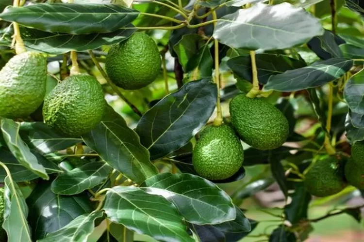 Waspada Ini Penyebab Pohon Alpukat Malas Berbuah Segera Atasi Pakai