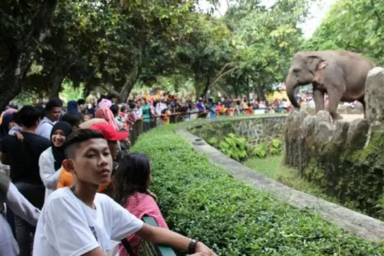 Murah Dan Terjangkau Ini Harga Tiket Masuk Kebun Binatang Ragunan