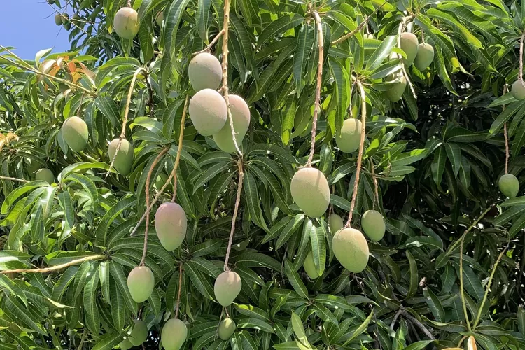 Begini Cara Menanam Pohon Mangga Yang Tak Kunjung Berbuah Menjadi Cepat