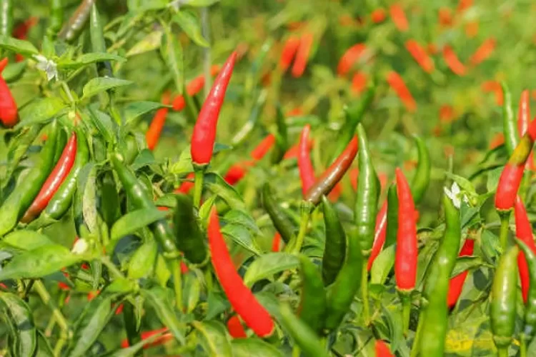 Pestisida Alami Dari Kulit Bawang Merah Ampuh Merawat Tanaman Cabai