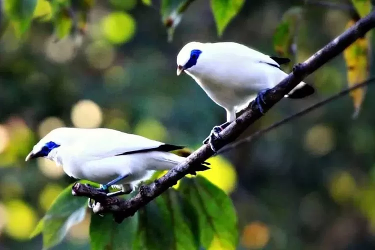 Mengenal Jalak Bali Burung Periang Dari Pulau Dewata Kabar Alam