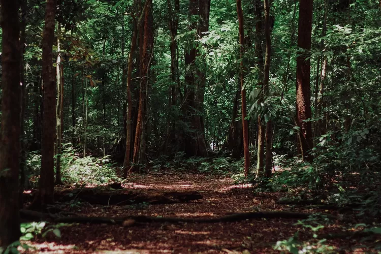 Bikin Merinding 5 Hutan Di Indonesia Paling Angker Dan Seram Ketik News