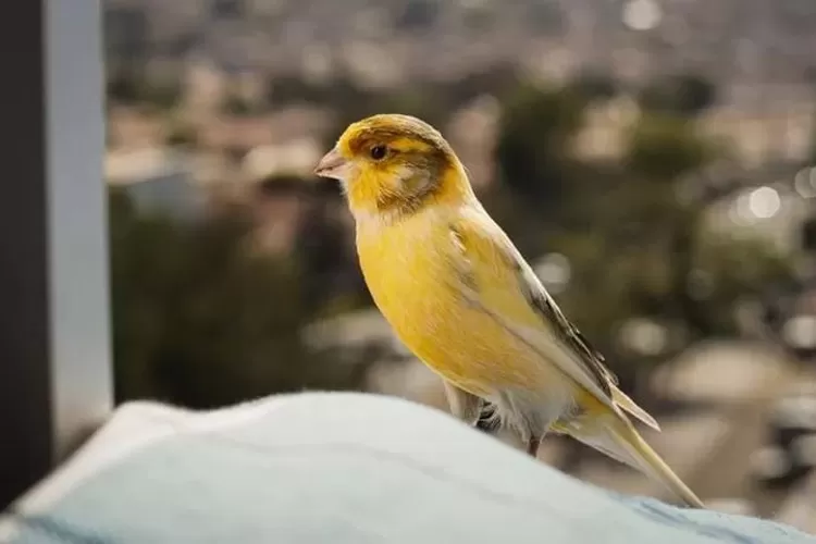 Tips Mudah Merawat Burung Kenari Agar Segera Ngerol Panjang Tanpa