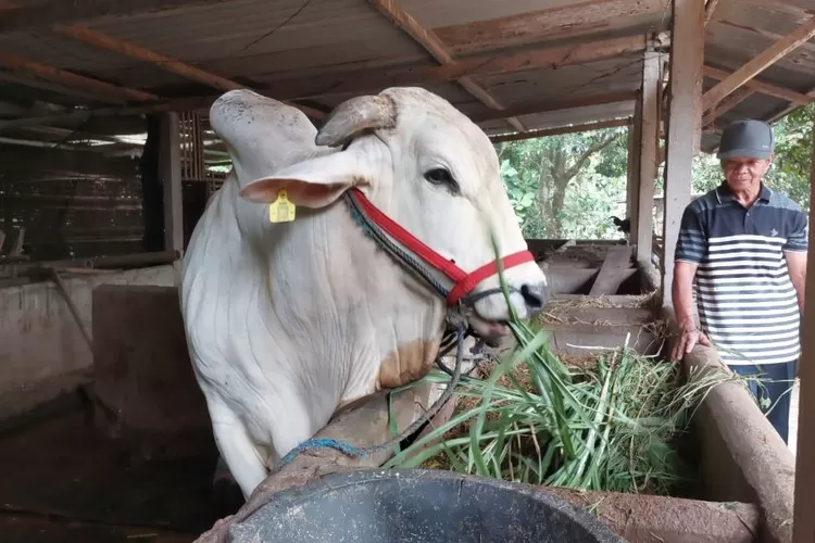 Sapi Batal Dibeli Presiden Untuk Kurban Kasno Berharap Ada Solusi