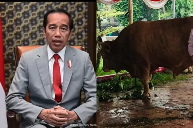 Sambut Idul Adha Presiden Jokowi Salurkan Kurban Sapi Untuk