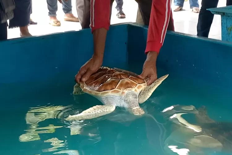 Tiap Tahun Konservasi Penyu Pantai Kili Kili Lepaskan Tukik