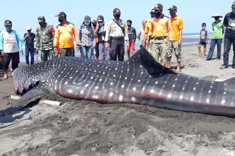 Hiu Paus Berukuran 5 9 Meter Ditemukan Mati Terdampar Di Pantai Congot