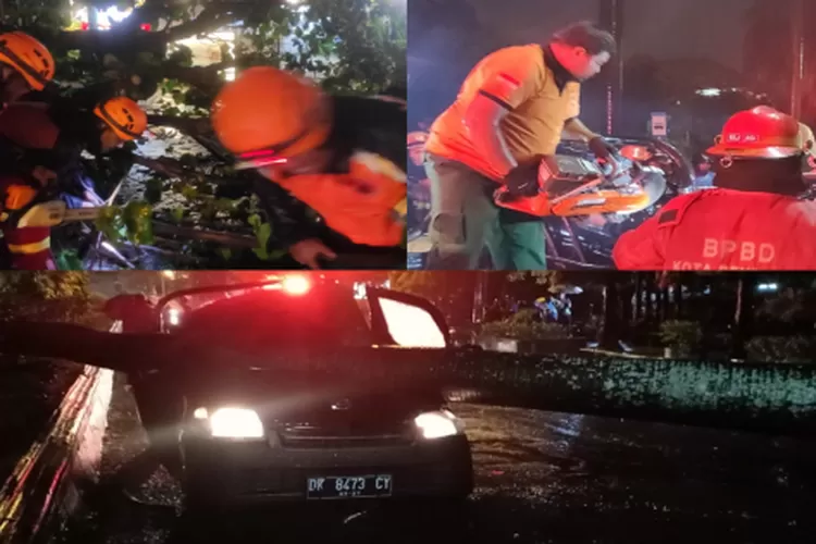 Pohon Tumbang Timpa Pikap Di Jalan Sudirman Tewas Bali Express