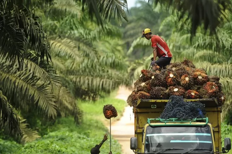 Demi Kemajuan Industri Sawit Nasional Dmsi Usulkan Pembentukan Badan