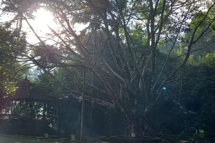 Melihat Pohon Bodhi Hasil Setek Dari Pohon Siddharta Gautama Di Center