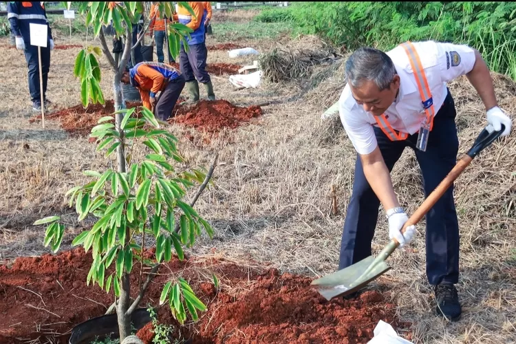 Kai Daop Hijaukan Jakarta Tanam Ratusan Pohon Buah Termasuk Durian