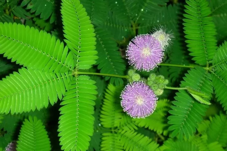 Simak Manfaat Daun Putri Malu Yang Jarang Diketahui Banyak Orang