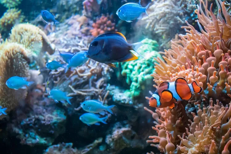 Mengeksplor Tempat Wisata Di Banyuwangi Bangsring Underwater Yang