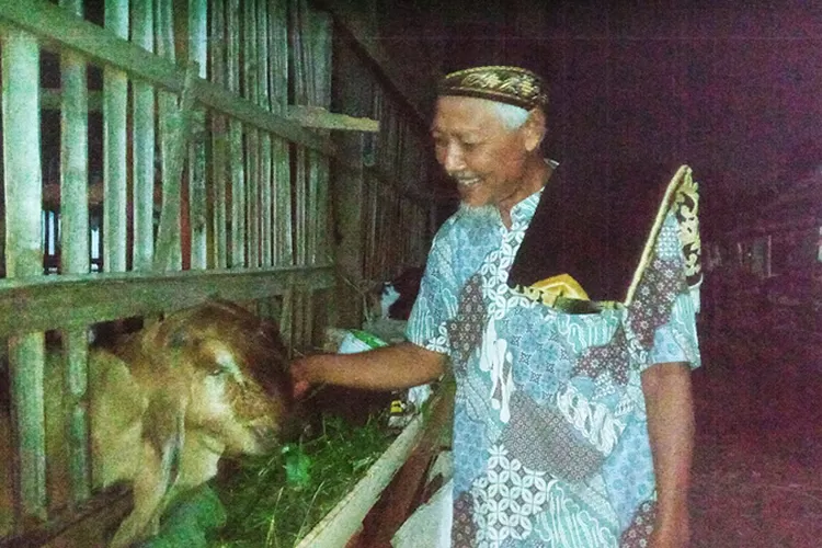 Pakan Hijauan Disenangi Kambing Dan Domba Peternak Dapat Memberikan