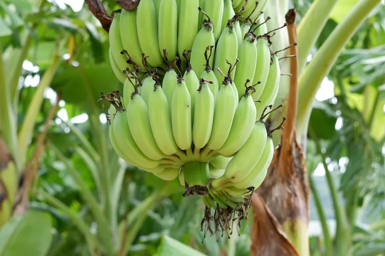 5 Daerah Penghasil Pisang Terbanyak Di Jawa Timur Bikin Heran