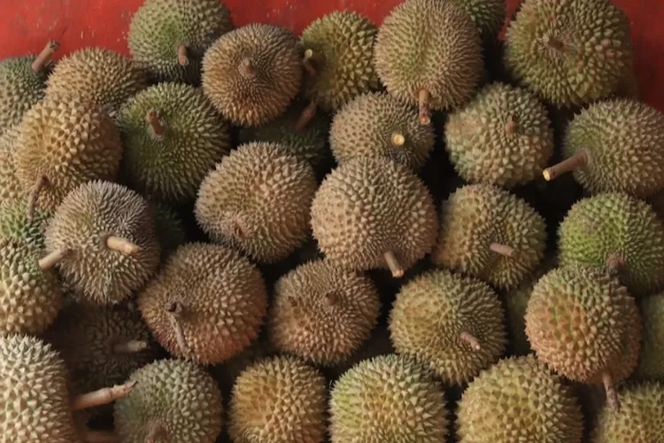 Daerah Penghasil Durian Terbanyak Di Papua Barat Termasuk Kabupaten