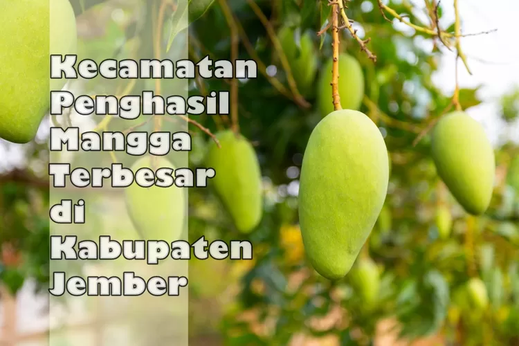 Kecamatan Penghasil Mangga Terbesar Di Kabupaten Jember Jangan Heran