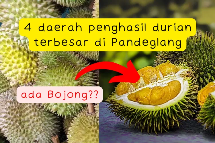 4 Daerah Penghasil Durian Terbesar Di Kabupaten Pandeglang Jangan