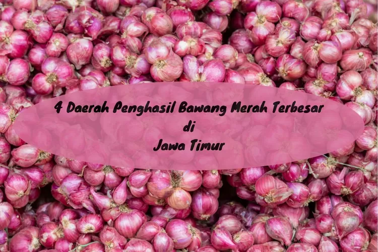 Daerah Penghasil Bawang Merah Terbesar Di Provinsi Jawa Timur Urutan