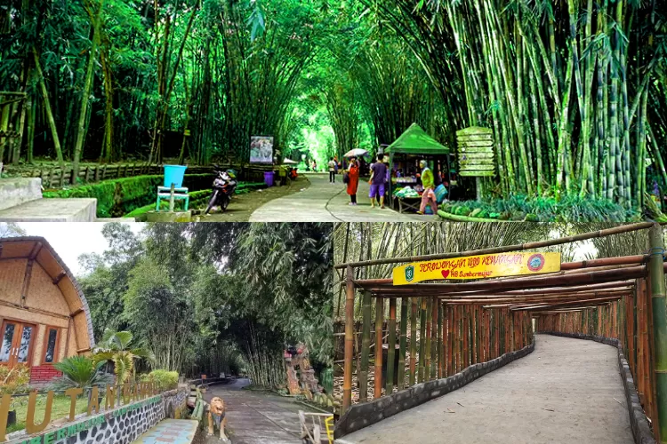 Healing Tipis Tipis Ke Hutan Bambu Lumajang Viewnya Ajib Buat Liburan