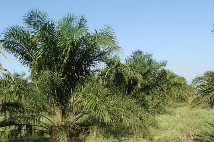 Daerah Penghasil Kelapa Sawit Terbesar Di Indonesia Juaranya Bukan Kalimantan Timur