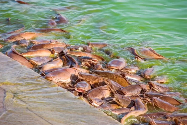 Budidaya Ikan Lele Jumbo Hari Panen Di Kolam Terpal Panduan Mudah