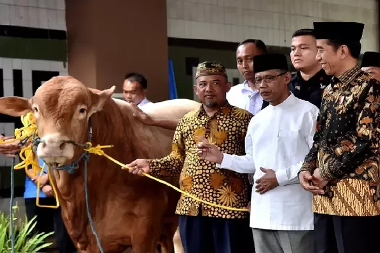 Presiden Jokowi Dan Wapres Maruf Amin Sumbang Sapi Jumbo Lebih Dari