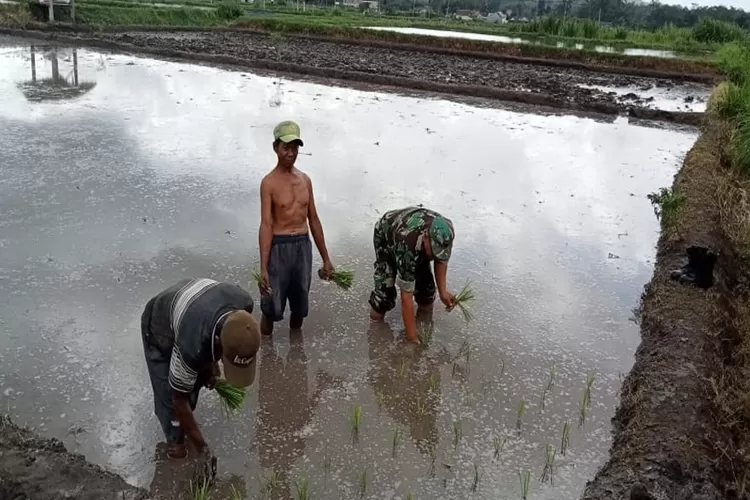 Dukung Ketahanan Pangan Babinsa Koramil Sanankulon Blitar Bantu